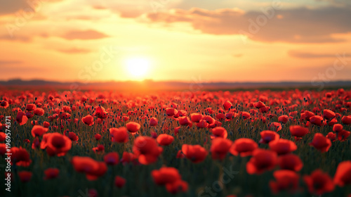 poppy field at sunset. landscape of a poppy field
