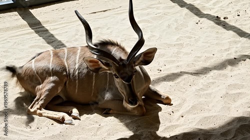 Wallpaper Mural Sable Antelope Resting on Sand. Torontodigital.ca
