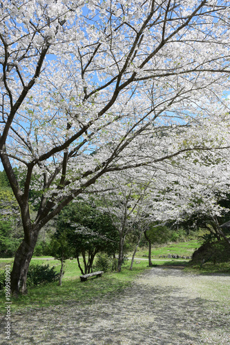 宮崎市田野町の桜並木
