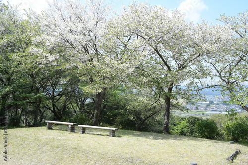 宮崎市田野町の桜並木