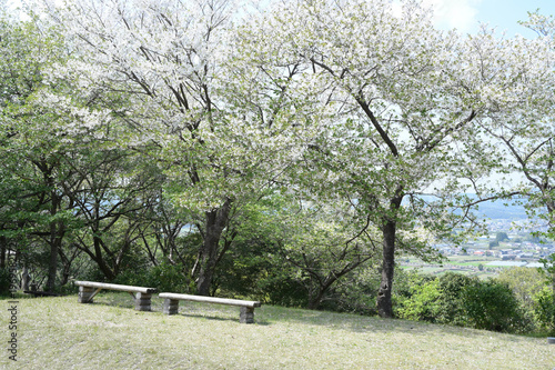 宮崎市田野町の桜並木