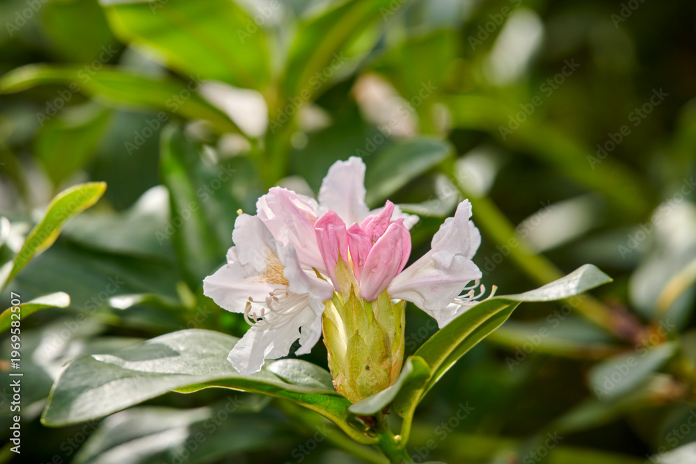 Obraz premium Nature, sustainable and flower in empty garden for bloom in countryside environment for botany. Eco friendly, leaves and pink rhododendron plant with petals for outdoor landscape in field for growth.