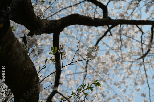 宮崎市田野町の桜並木