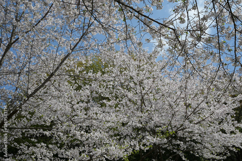 宮崎市田野町の桜並木