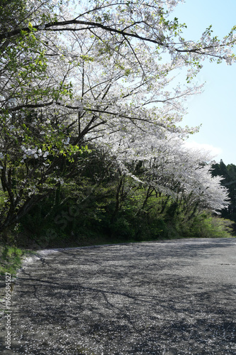 宮崎市田野町の桜並木