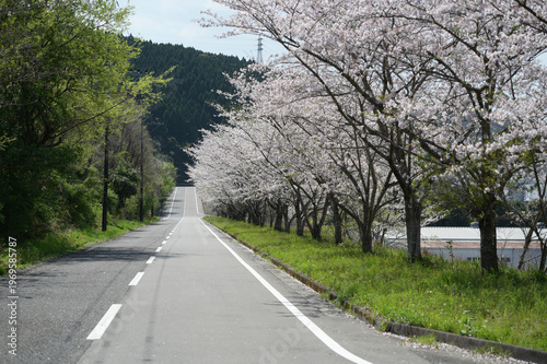 宮崎市田野町の桜並木