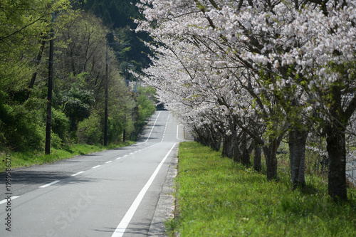 宮崎市田野町の桜並木