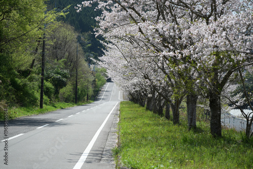 宮崎市田野町の桜並木