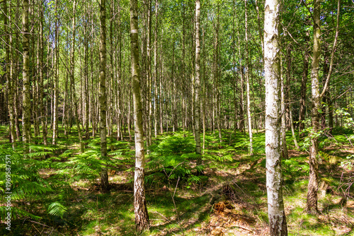 Bild auf Leinwand Birch tree forest with green ferns in bright sunlight