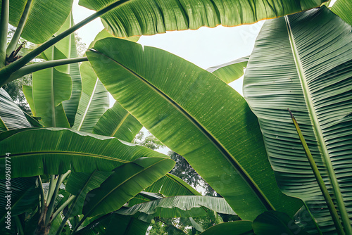 Lush green banana leaves in a tropical garden, closeup view of vibrant foliage under natural sunlight