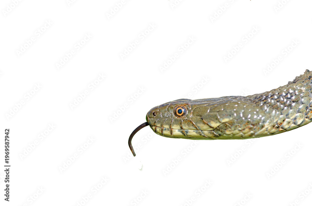 Naklejka premium A close-up profile shot of a snake, isolated against a transparent background, with its tongue extended. (Natrix tessellata)