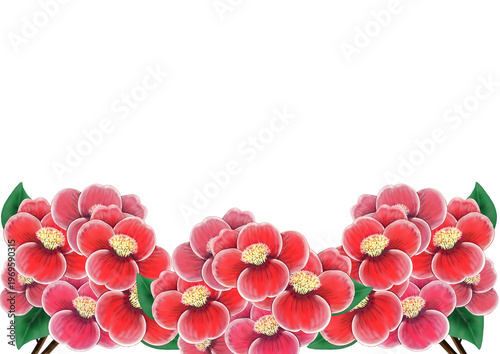 華やかな椿の花のイラスト素材