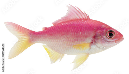 goldfish isolated on png