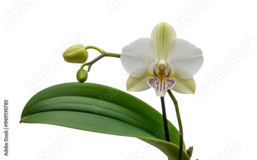 Elegant white orchid bloom with delicate green leaves on soft background