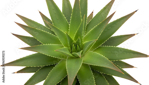 aloe vera plant isolated png