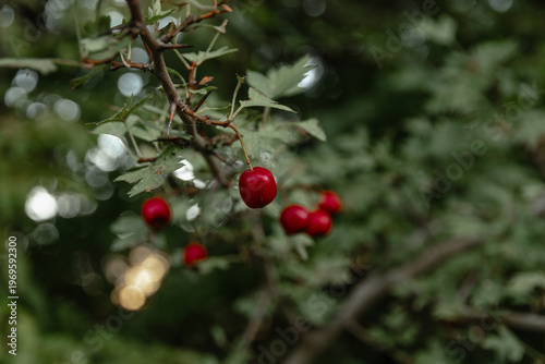 Natural background, rowan berries. Autumn forest red berries on a branch. Close-up of ripe winter fruits of red hawthorn with a natural background. Hawthorn bush, berries in medicine, cosmetology.