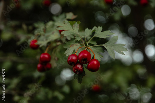 Red berries on a branch. Natural background, rowan berries. Autumn forest red berries on a branch. Close-up of ripe winter fruits of red hawthorn with a natural background.