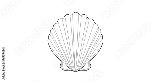 Detailed black and white line drawing of a scallop seashell, highlighting natural ridges and symmetrical curves of the coastal bivalve.