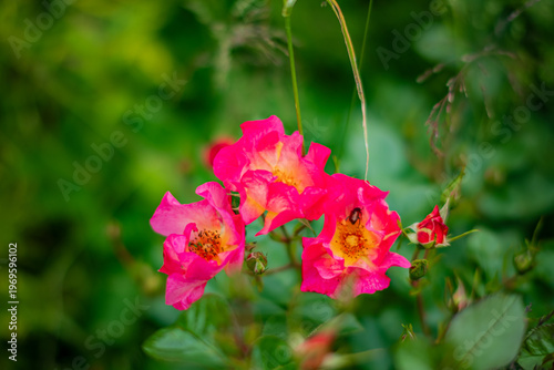 Colorful blooms sway gently in the breeze, showcasing nature's stunning beauty in a vibrant garden