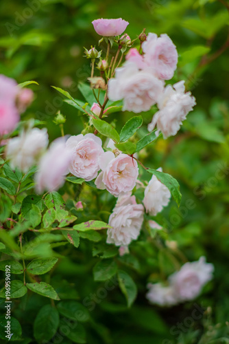 Delicate pink roses bloom gracefully in a lush green garden during a sunny afternoon