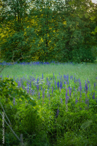 Stunning purple lupines bloom in a lush green meadow under the warm afternoon sun