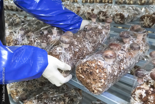 Wrapping mushroom substrates in film to retain