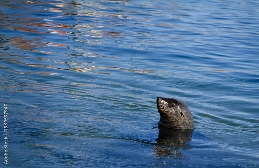 Naklejka premium Spy hopping southern sea lion in the ocean