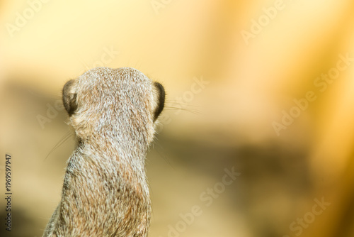 Принти на полотні A close up of a meerkat turned away from the camera