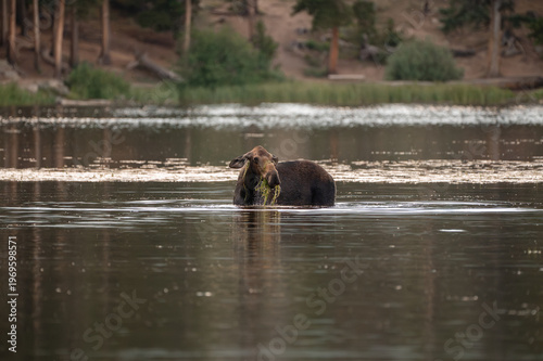 Large moose cow wading in mountain lake Rocky Mountain National Park