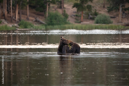 Adult female brown cow moose munching on green aquatic plants