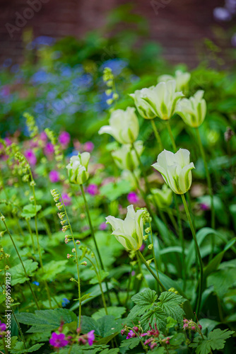 Bright blooms of pale tulips surrounded by vibrant flowers in a serene garden setting on a sunny day