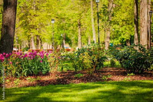 Spring blooms in a vibrant park garden filled with colorful flowers and lush greenery