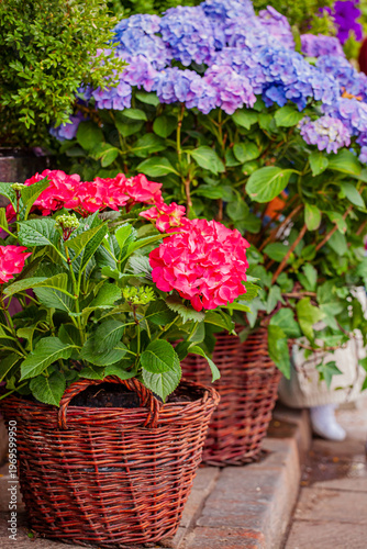 Colorful hydrangeas and vibrant blooms brighten a cozy garden setting in springtime