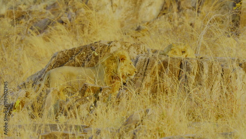 A male lion with a dark mane and a sleek lioness walk together across a rugged rocky ridge in the golden evening light where the harsh savanna landscape highlights their powerful forms in nature.