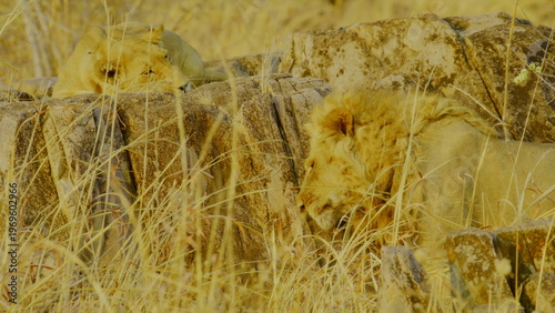 A male lion with a dark mane and a sleek lioness walk together across a rugged rocky ridge in the golden evening light where the harsh savanna landscape highlights their powerful forms in nature.