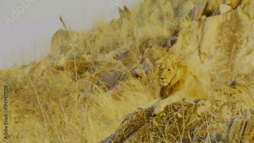 A male lion with a dark mane and a sleek lioness walk together across a rugged rocky ridge in the golden evening light where the harsh savanna landscape highlights their powerful forms in nature.