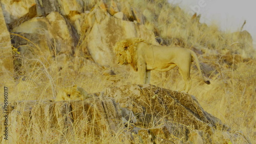 A male lion with a dark mane and a sleek lioness walk together across a rugged rocky ridge in the golden evening light where the harsh savanna landscape highlights their powerful forms in nature.