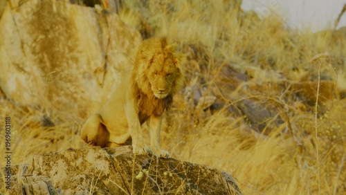 A male lion with a dark mane and a sleek lioness walk together across a rugged rocky ridge in the golden evening light where the harsh savanna landscape highlights their powerful forms in nature.