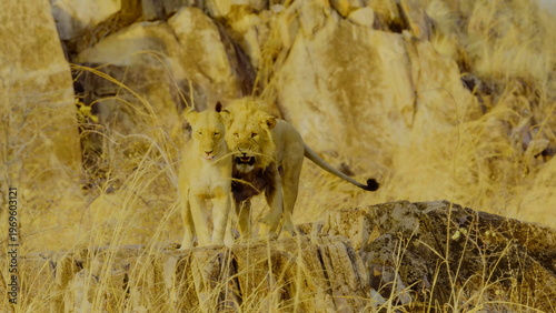 A male lion with a dark mane and a sleek lioness walk together across a rugged rocky ridge in the golden evening light where the harsh savanna landscape highlights their powerful forms in nature.
