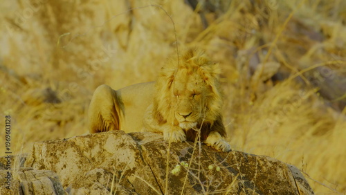 A male lion with a dark mane and a sleek lioness walk together across a rugged rocky ridge in the golden evening light where the harsh savanna landscape highlights their powerful forms in nature.