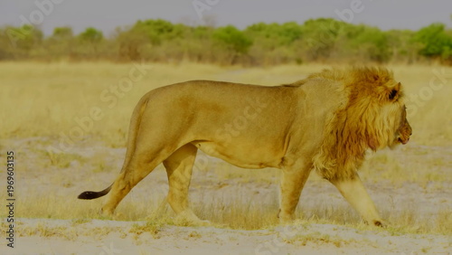 A majestic male lion with a thick mane walks across a sandy area in the african savanna where the warm sunlight highlights his powerful muscles and tawny fur in the vast desert wilderness environment.