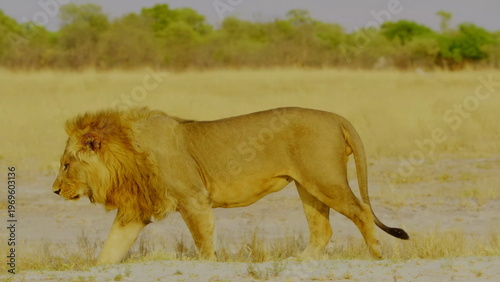 A majestic male lion with a thick mane walks across a sandy area in the african savanna where the warm sunlight highlights his powerful muscles and tawny fur in the vast desert wilderness environment.