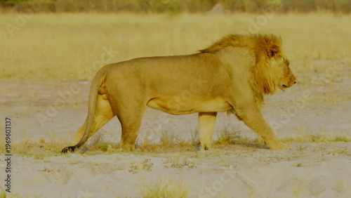 A majestic male lion with a thick mane walks across a sandy area in the african savanna where the warm sunlight highlights his powerful muscles and tawny fur in the vast desert wilderness environment.