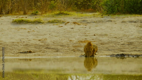 A magnificent male lion crouches at the edge of a still waterhole to drink during the day in a dry sandy environment where his reflection is visible in the water surface of the african savanna.