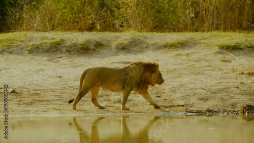 A magnificent male lion crouches at the edge of a still waterhole to drink during the day in a dry sandy environment where his reflection is visible in the water surface of the african savanna.