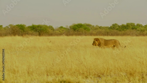 A majestic male lion with a thick mane walks across a sandy area in the african savanna where the warm sunlight highlights his powerful muscles and tawny fur in the vast desert wilderness environment.