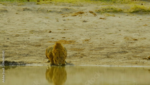 A magnificent male lion crouches at the edge of a still waterhole to drink during the day in a dry sandy environment where his reflection is visible in the water surface of the african savanna.
