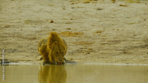 A magnificent male lion crouches at the edge of a still waterhole to drink during the day in a dry sandy environment where his reflection is visible in the water surface of the african savanna.