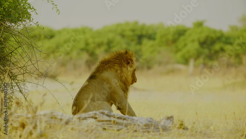 A lone male lion with a prominent mane rests in a sandy clearing bordered by lush green bushes and dry savanna grass while looking directly toward the camera in the bright daylight of africa.