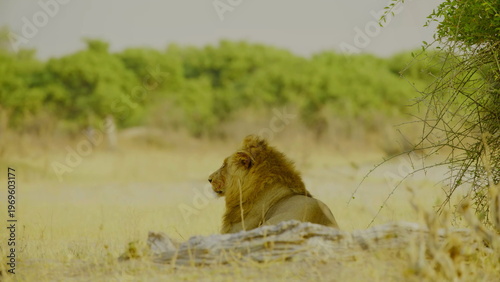 A lone male lion with a prominent mane rests in a sandy clearing bordered by lush green bushes and dry savanna grass while looking directly toward the camera in the bright daylight of africa.